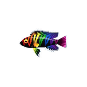 Rainbow Arrowhead Cichlid